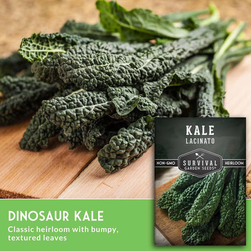 (3 Packs) Lacinato Kale Seeds for Planting Outdoors or Indoors Heirloom Dinosaur Tuscan Kale Variety Cold Hardy Green