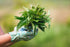 2000 (500 TKE Farms & Gardens - Stinging Nettle Seeds for Planting - Non-GMO Heirloom Seeds mg) - Urtica dioica