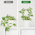 3 Set Hoya Trellis Size Indoor Plants Flower Support Stakes Round or Heart Metal Trellis Garden Tool Accessories
