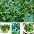 Generic 2000+ Seeds Brassica Juncea Choy Sum Mustard Yu Choy Sum Seeds, USA Chinese Broccoli Scallion Chive Asian