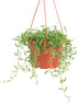 6" Shop Succulents String of Bananas Hanging Succulent, Fully Rooted Live Succulent Plant with Hanger, Low Maintenance