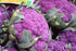 NIKA SEEDS 100 Seeds Vegetable Cauliflower Purple Cabbage - Seeds