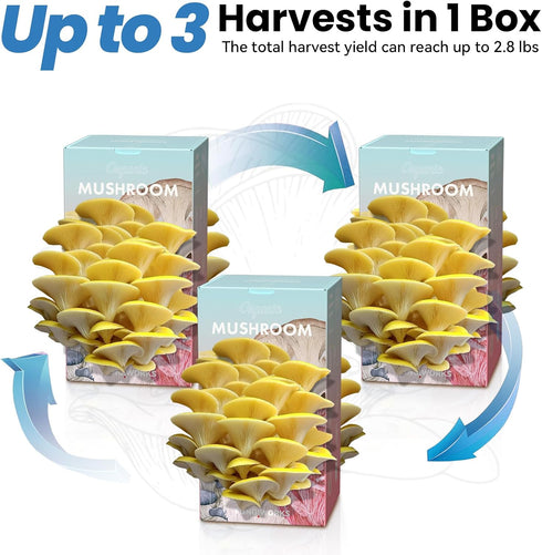 Fungiworks 4lbs 10 Organic Edible Golden Oyster Mushroom Growing Kit, Made in USA, Double-Side Mushroom Grow Kit