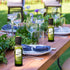 Reallnaive 20 4 oz Pcs Mini Glass Olive Oil Bottles Empty Sauce Condiment Bottles with Dropper Inserts and Sticker