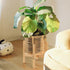 Wood Plant Stand Indoor, Mid Century Modern Bamboo Holder for Indoor, Outdoor, Garden, Yard, Office (9.9 Inch, 1 Pack)