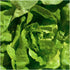 400 (1 Pack) Seed Needs, Buttercrunch Lettuce Seeds - Heirloom Seeds for Planting Lactuca Sativa - Non-GMO & Untreated