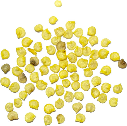 (5 Packs) Seed Needs Hot Pepper Seeds for Planting Jamaican Yellow Chile Peppers - Non-GMO Heirloom & Untreated