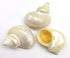 PEPPERLONELY 4 1-1/2 Inch 2 Inch PC Natural Large Pearlized Gold Mouth Turbo, Hermit Crab Shells, ~