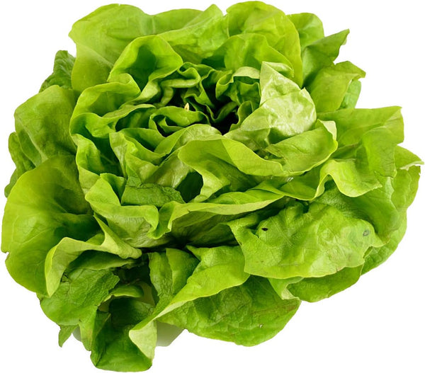 500 Buttercrunch Lettuce Seeds for Planting - Heirloom Non-GMO Vegetable Seeds for