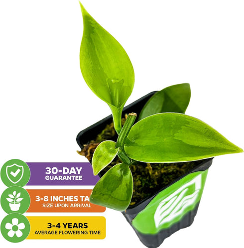 Vanilla Bean Orchid Live Plant - Vanilla planifolia by Wellspring Gardens - Fragrant Vanilla Beans, Versatile Vine