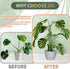 Stroller Stakes,3Pcs 17.9In 42.3In Telescoping Plant to Adjustable Monstera Plant Support Orchid Sticks with Clips