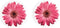 Pink Daisies 2.75 x 2.75 Absorbent Ceramic Car Coasters, Pack of 2