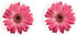 Pink Daisies 2.75 x 2.75 Absorbent Ceramic Car Coasters, Pack of 2