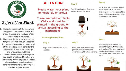 3 Golden Delicious Apple Tree - Grow Fresh Fruit - Live Plant Shipped Feet Tall by DAS Farms