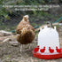 3/8 (6) Chicken Water Cup Waterer for Poultry, in Automatic Filling Waterer Poultry Drinking Bowl Chicken Water Feeder