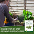 Pack 200+ Thyme Seeds for Planting Home Garden Herbs - Non-GMO, Heirloom, Untreated, and USA Grown Variety - Individual