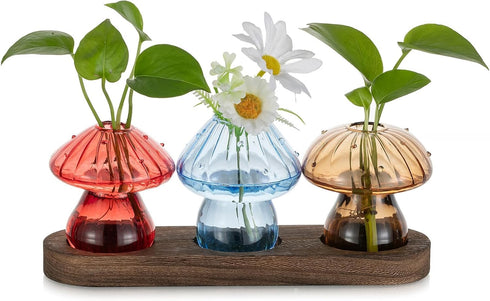 Glasseam Mushroom Plant Propagation Station: Glass Plant Terrarium Jar with Wood Stand