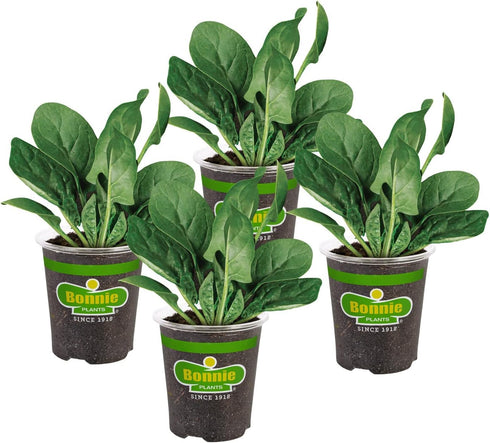 Bonnie Plants Bonnie's Spinach 19.3 oz. 4-pack