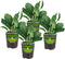 Bonnie Plants Bonnie's Spinach 19.3 oz. 4-pack