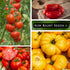 10 Packets Sow Right Seeds - Tomato Seed Collection for Planting - Varieties with Many Sizes, Shapes, and Colors