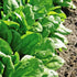 SeedsUP 300+ Seeds Four Season Spinach Viroflay Giant - Vegetable Green