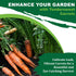 2500+ TKE Farms & Gardens - Tendersweet Carrot Seeds, Non-GMO Heirloom Seeds, Grow Sweet, Crisp Carrots, Easy to Grow