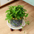 6 Packs 11.8 inches Large Plant Caddy Plant Saucers on Wheels Rolling Plant Stands Heavy-Duty Plant Dolly Plastic