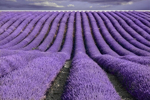 TooGet Fragrant Lavender Buds - Natural Dried Flowers Wholesale, Ultra Blue Grade - 1 Pound
