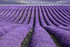 TooGet Fragrant Lavender Buds - Natural Dried Flowers Wholesale, Ultra Blue Grade - 1 Pound