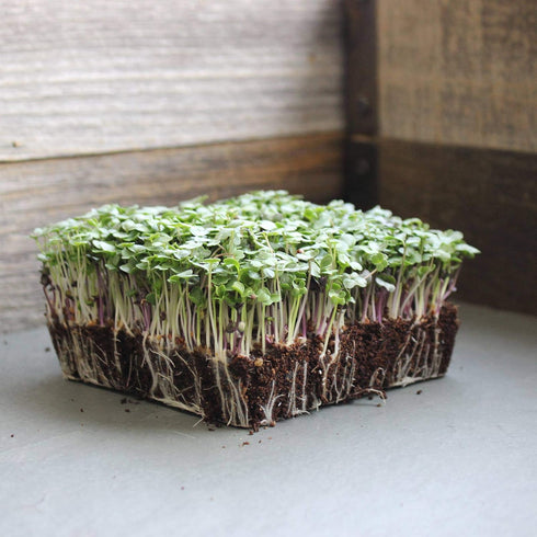 1 LB Bulk Salad Mix Microgreens Seeds Non-GMO Blend of Broccoli, Kale, Kohlrabi, Cabbage & Arugula High-Germination