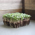 1 LB Bulk Salad Mix Microgreens Seeds Non-GMO Blend of Broccoli, Kale, Kohlrabi, Cabbage & Arugula High-Germination