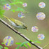 36 Pcs Anti-Collision Window Decals, Rainbow Stickers Circle Window Clings to Save Birds from Collisions