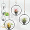 Casktcom 5.5" Air Plant Hangers for Ceiling & Windows, Airflow Hanging Air Plant