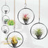 Casktcom 5.5" Air Plant Hangers for Ceiling & Windows, Airflow Hanging Air Plant