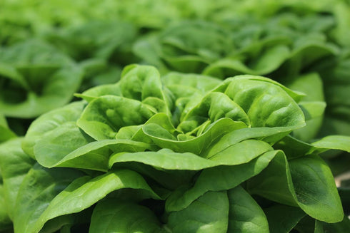 500 Buttercrunch Lettuce Seeds for Planting - Heirloom Non-GMO Vegetable Seeds for Planting - Hydroponics - Microgreens