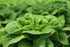 500 Buttercrunch Lettuce Seeds for Planting - Heirloom Non-GMO Vegetable Seeds for Planting - Hydroponics - Microgreens