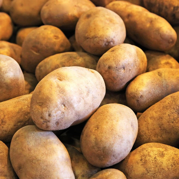 TomorrowSeeds - Russet Seed Potatoes - USDA Certified for Growers Size B