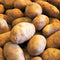 TomorrowSeeds - Russet Seed Potatoes - USDA Certified for Growers Size B