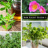 Packet (3) Sow Right Seeds - Purslane Seeds for Planting - Non-GMO Heirloom with Instructions to Grow an Outdoor