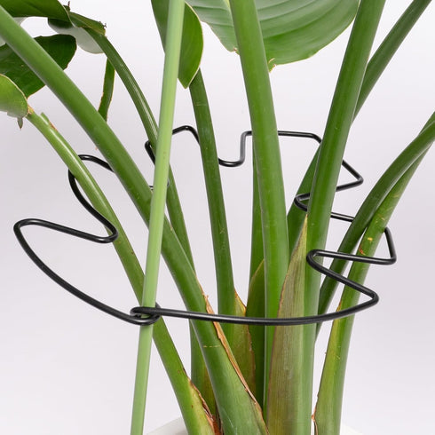Yohsnor 5PCS Black Monstera Plant Stem Support 9x7.6in - Adjustable & Durable