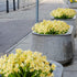 6 Bundles of Yellow Artificial Daffodils Flowers, UV Resistant Faux Plastic Plants for Wedding, Home, Garden, Office