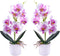 XONOR 2 Pieces Artificial Orchid Flowers, Potted Fake Orchids with Plastic Vase for Home Decor, Office, Wedding