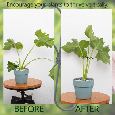 Set 2.75x2.75 inches 5 Yohsnor Monstera Plant Stem Support - Durable Fishbone Design Stabilizers for Indoor Climbing