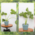 Set 2.75x2.75 inches 5 Yohsnor Monstera Plant Stem Support - Durable Fishbone Design Stabilizers for Indoor Climbing
