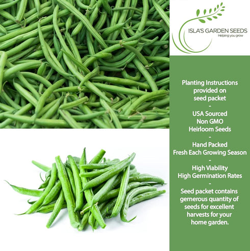 50+ Summer Burpee Stringless Green Bean Seeds (Phaseolus vulgaris) Non-GMO Heirloom Seeds by Islas Garden Seeds, Crisp