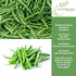 50+ Summer Burpee Stringless Green Bean Seeds (Phaseolus vulgaris) Non-GMO Heirloom Seeds by Islas Garden Seeds, Crisp
