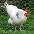 20GA 12 inches 150 1 inch MTB Supply Galvanized Hexagonal Poultry Netting Chicken Wire x feet x Mesh
