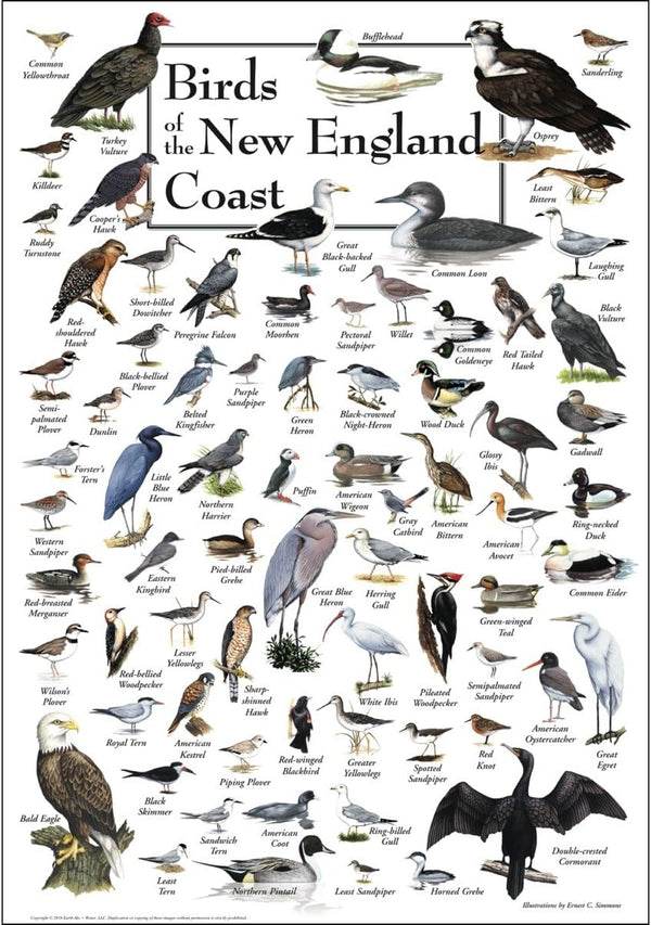Earth Sky + Water Poster - Birds of New England Coast