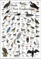 Earth Sky + Water Poster - Birds of New England Coast