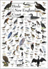 Earth Sky + Water Poster - Birds of New England Coast